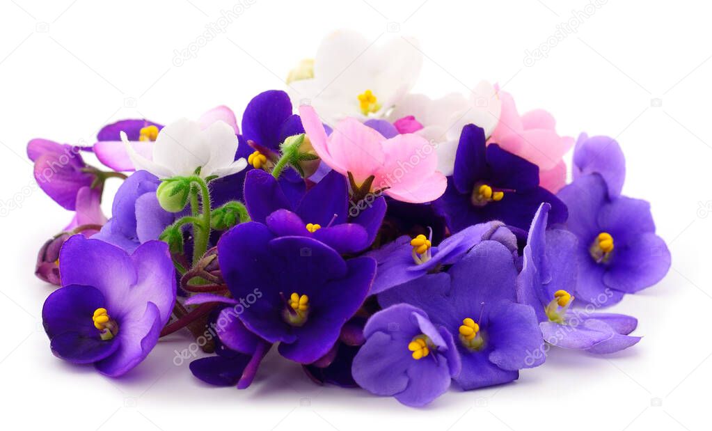Saintpaulia African violets isolated on white background.