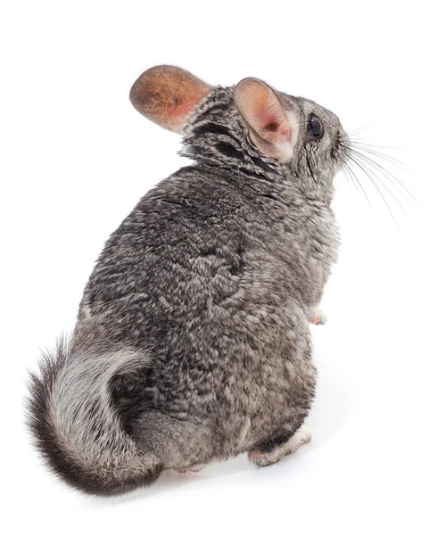 Pequeña Chinchilla Gris Aislada Sobre Fondo Blanco — Foto de Stock