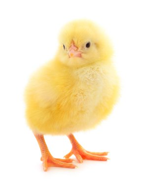 Beyaz arka planda izole edilmiş sarı bir piliç..