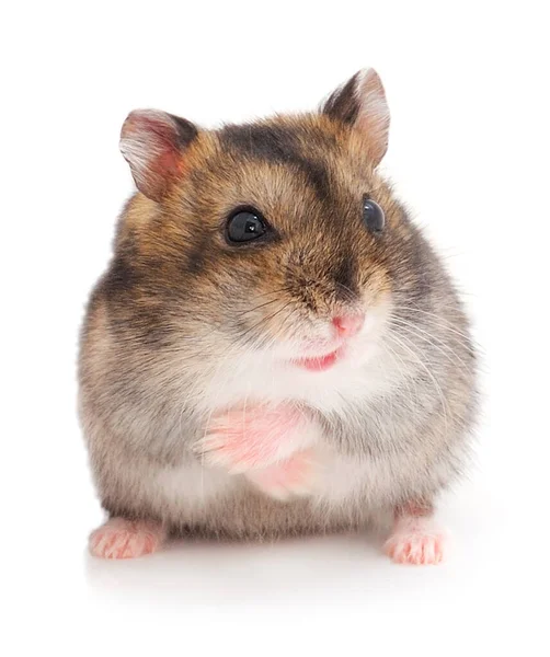 Dwerggrijze Hamster Geïsoleerd Witte Achtergrond — Stockfoto