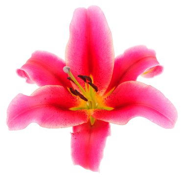 Beyaz arka planda izole edilmiş bir kırmızı zambak..