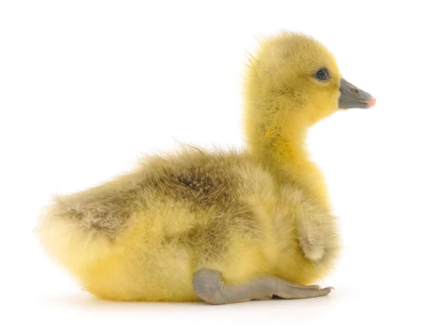 One Little Gosling Isolated White Background — Stock Photo, Image