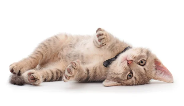 Pequeño Gatito Gris Encuentra Sobre Fondo Blanco — Foto de Stock