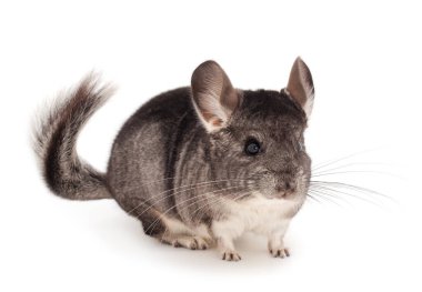 Küçük gri çinçilla beyaz arkaplanda izole edilmiş.