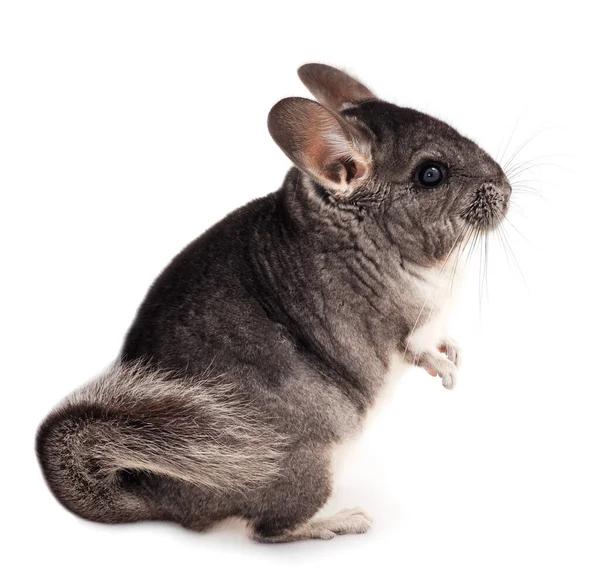 Pequeña Chinchilla Gris Aislada Sobre Fondo Blanco — Foto de Stock