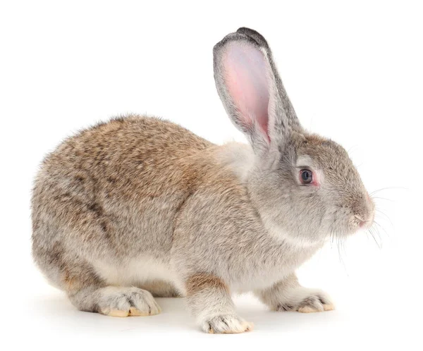 Gray Rabbit Isolated White Background Stock Picture