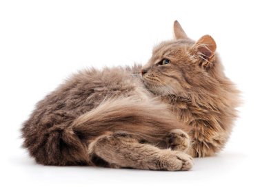 Beyaz arka planda güzel gri ev kedisi.