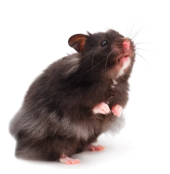 Liten Svart Hamster Isolerad Vit Bakgrund — Stockfoto