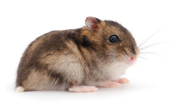 Hamster Gris Nain Isolé Sur Fond Blanc — Photo