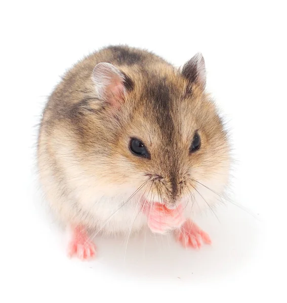 Hamster Gris Nain Isolé Sur Fond Blanc — Photo