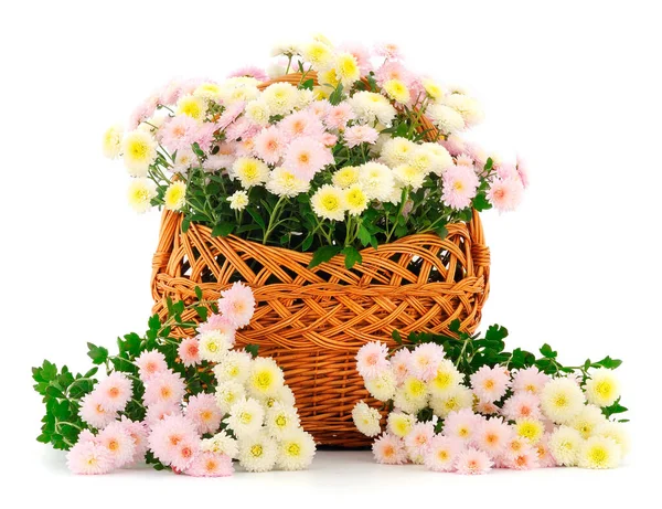 Otoño Hermosas Flores Coloridas Crisantemo Cesta Aislada Sobre Fondo Blanco —  Fotos de Stock