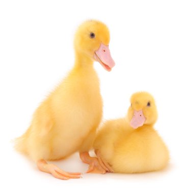 Küçük şirin ördek yavrusu beyaz arka planda tek başına duruyor..