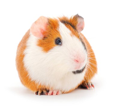 Beyaz arka planda izole edilmiş kobay faresi. Komik, guinapig. 