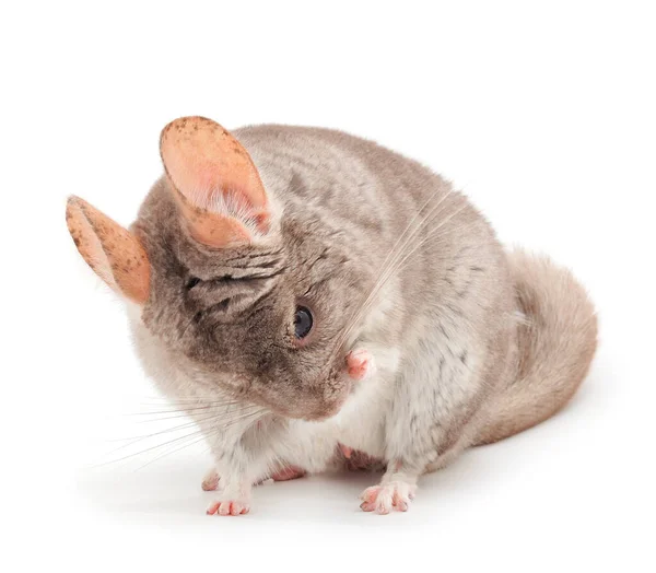 Pequeña Chinchilla Gris Aislada Sobre Fondo Blanco —  Fotos de Stock