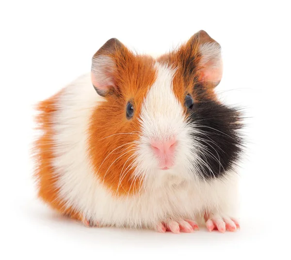 Beyaz arka planda izole edilmiş kobay faresi. Komik, guinapig. 