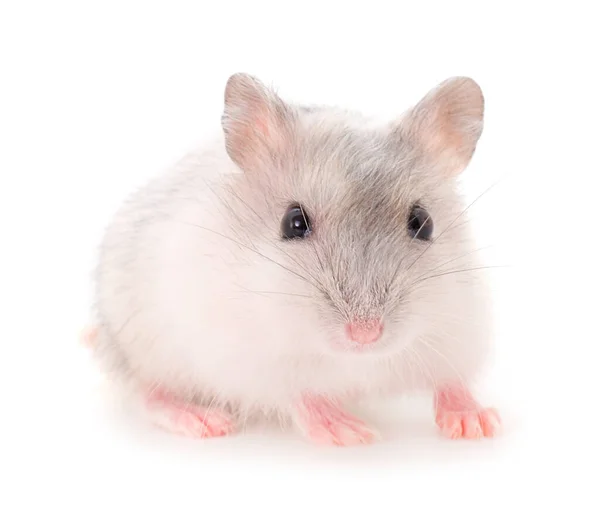 Dwarf Gray Hamster Isolated White Background — Stock Photo, Image