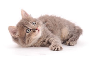 Beyaz arka planda küçük gri kedi yavrusu.