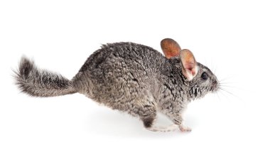 Küçük gri çinçilla beyaz arkaplanda izole edilmiş.