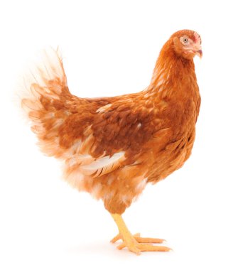 Genç kahverengi tavuk beyaz arka planda izole edildi.