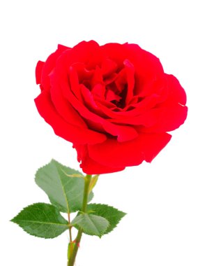 Beyaz arkaplanda izole edilmiş kırmızı güzel gül.
