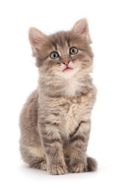 Beyaz arka planda küçük gri kedi yavrusu.