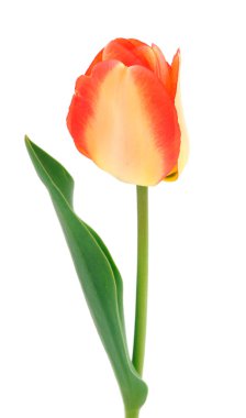 Beyaz arka planda tek bir lale çiçeği, ilkbahar çiçeği.. 