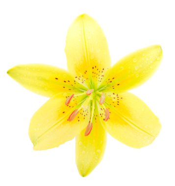 Beyaz arka planda izole edilmiş sarı zambak..