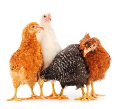 Genç tavuklar beyaz arka planda izole edilmiş.