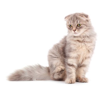 Beyaz arka planda güzel gri ev kedisi.