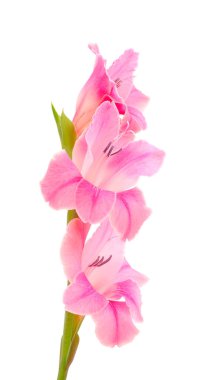 Beyaz arka planda izole edilmiş güzel pembe gladiolus çiçeği. Kutlama kartı boşluğu.. 