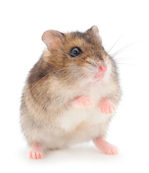 Dvärg Grå Hamster Isolerad Vit Bakgrund — Stockfoto