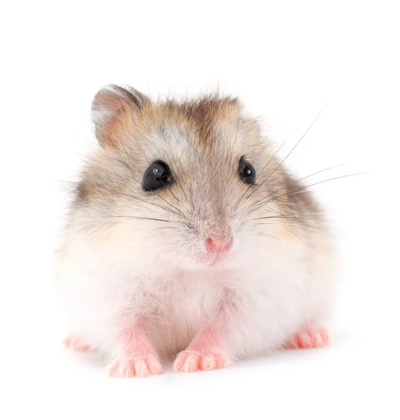 Dvärg Grå Hamster Isolerad Vit Bakgrund — Stockfoto