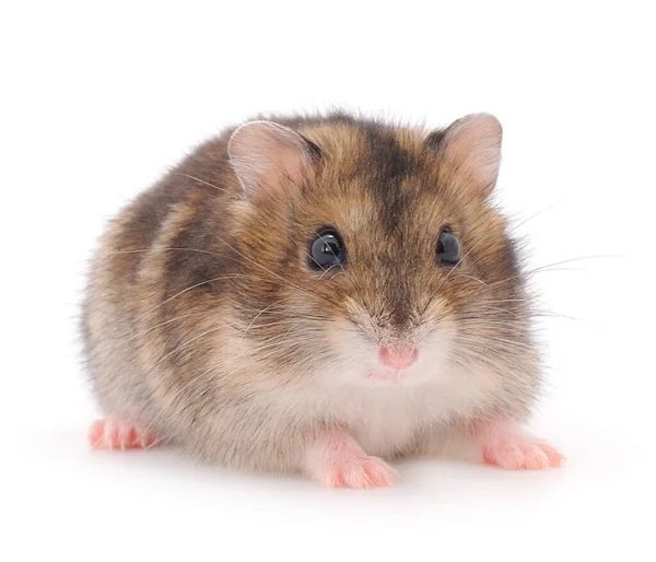 Dvärg Grå Hamster Isolerad Vit Bakgrund — Stockfoto