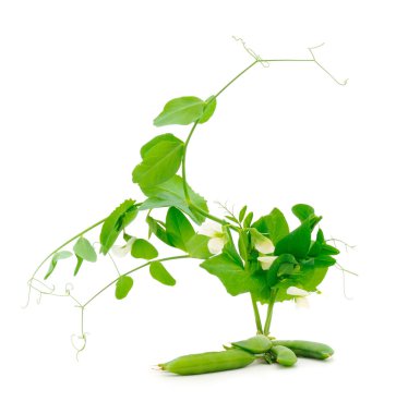 Beyaz arkaplanda taze yeşil bezelyeler.. 