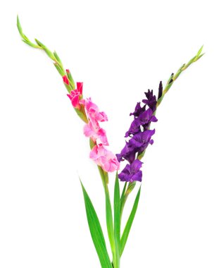 Güzel gladiolus çiçeği beyaz arka planda izole edilmiş. Kutlama kartı boşluğu.. 