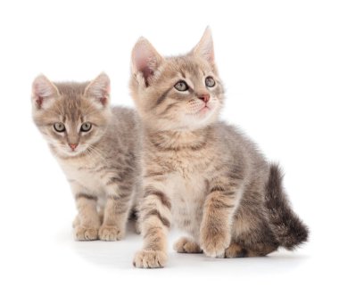 Beyaz arka planda iki küçük gri kedi yavrusu.