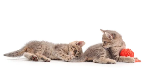 Kleine Kittens Spelen Met Een Bol Garen Geïsoleerd Witte Achtergrond — Stockfoto