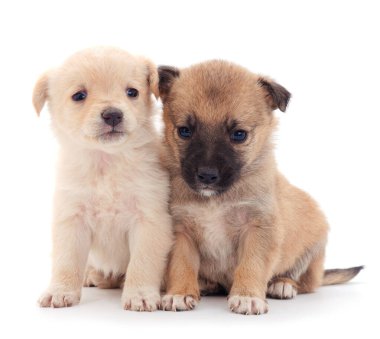 Beyaz arka planda izole edilmiş iki küçük yavru..