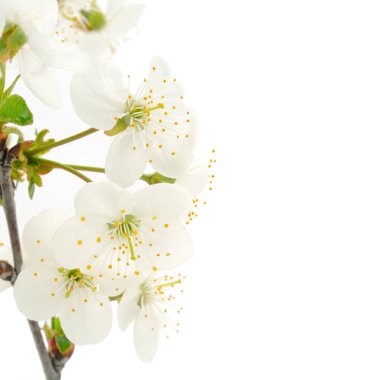 Beyaz arka planda izole edilmiş kiraz dalları. 