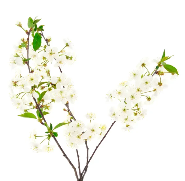 Virágzó Ága Cseresznye Elszigetelt Fehér Alapon — Stock Fotó