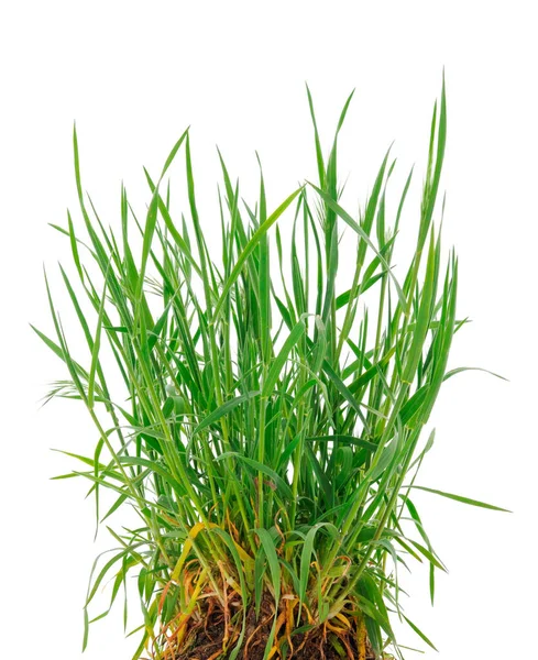 Bunch Van Vers Groen Gras Geïsoleerd Witte Achtergrond — Stockfoto