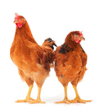 Beyaz arka planda izole genç kahverengi tavuklar.