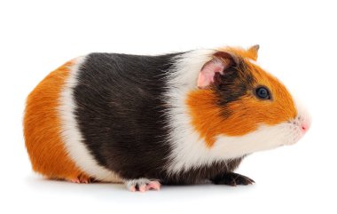 Beyaz arka planda izole edilmiş kobay faresi. Komik, guinapig. 