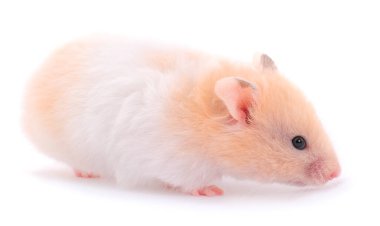 Beyaz arka planda küçük beyaz hamster..