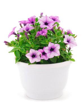 Beyaz bir arka planda izole bir tencerede duran bir buket çiçek sülfinisi.. 