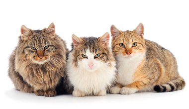 Beyaz arka planda üç güzel ev kedisi..