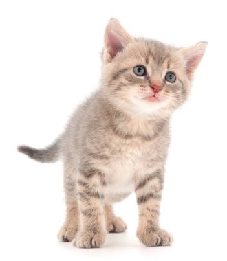 Beyaz arka planda küçük gri kedi yavrusu.