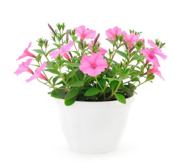 Beyaz bir arka planda izole bir tencerede duran bir buket çiçek sülfinisi.. 