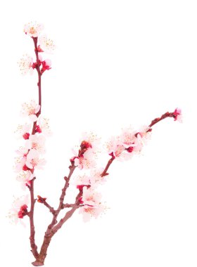 Beyaz arka planda kayısı dalları.