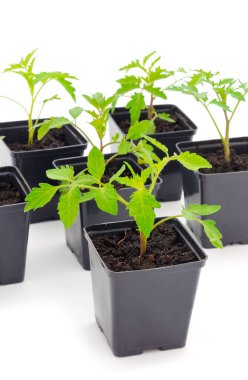 Beyaz arka planda izole edilmiş plastik kapta domates tohumları.